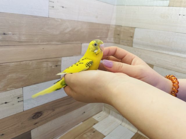 セキセイインコ