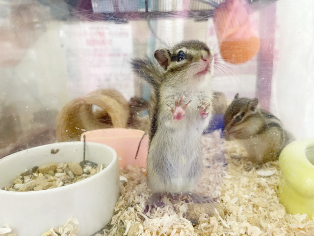 シマリス（ノーマル）