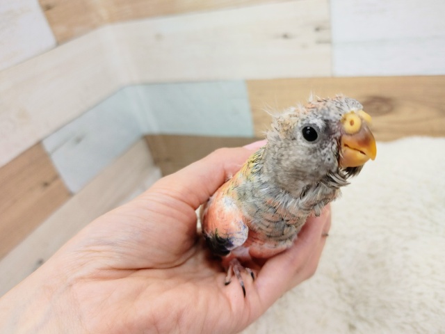 アキクサインコ（秋草インコ）