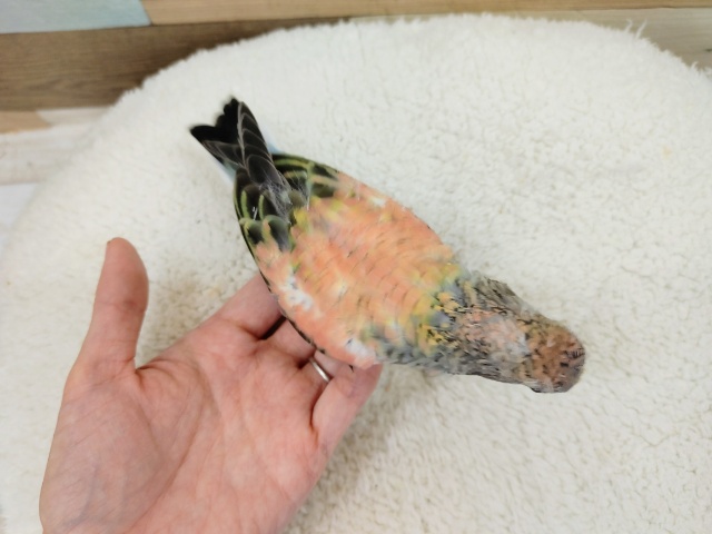 アキクサインコ（秋草インコ）