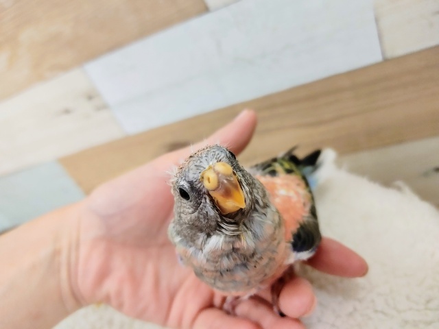 アキクサインコ（秋草インコ）