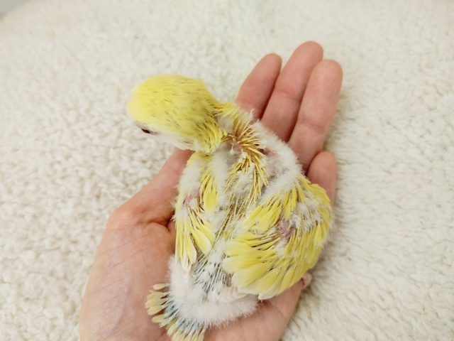 コザクラインコのヒナ(シナモン)入荷しました♪ コザクラインコ(小桜インコ)