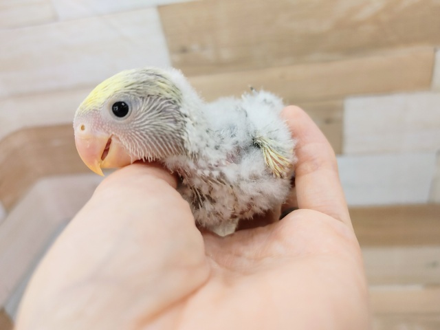 コザクラインコ（小桜インコ）