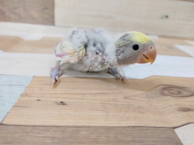 コザクラインコ（小桜インコ）