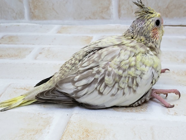 オカメインコ