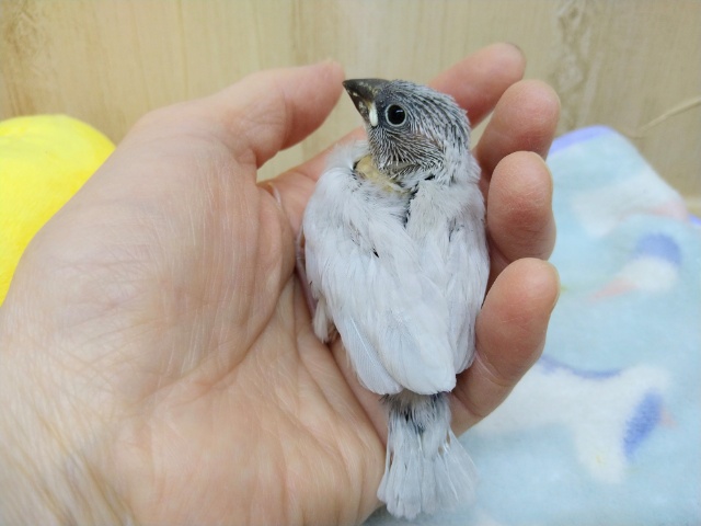 シルバー文鳥