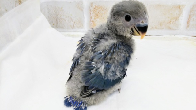 コザクラインコ（小桜インコ）