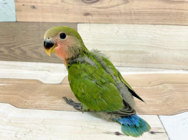 コザクラインコさん(ノーマル)入荷しました♪ コザクラインコ(小桜インコ)
