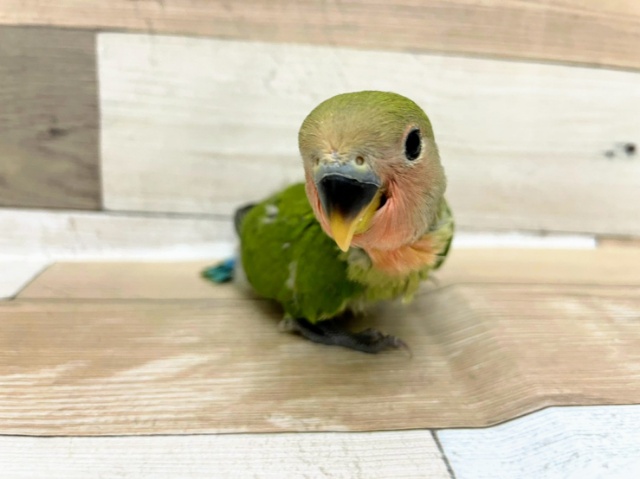 コザクラインコさん(ノーマル)入荷しました♪ コザクラインコ(小桜インコ)