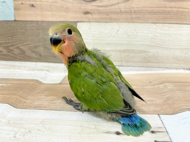 コザクラインコさん(ノーマル)入荷しました♪ コザクラインコ(小桜インコ)