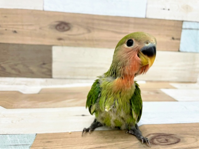 コザクラインコさん(ノーマル)入荷しました♪ コザクラインコ(小桜インコ)