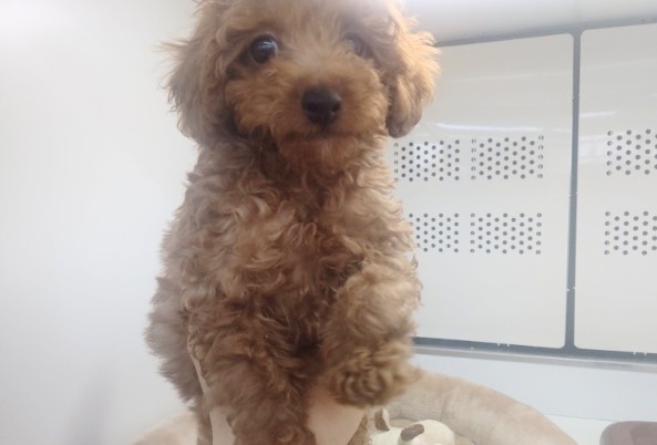 トイプードル