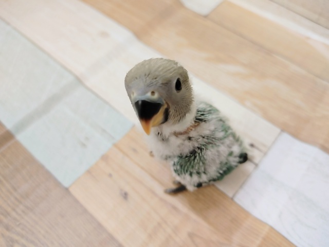 コザクラインコ（小桜インコ）