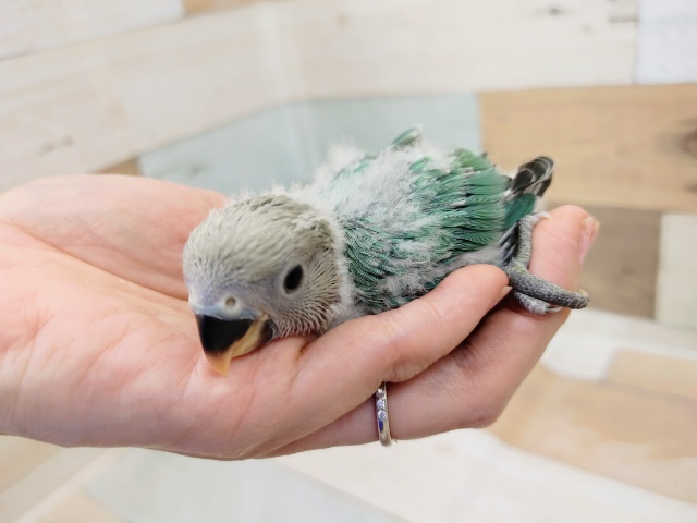 コザクラインコ（小桜インコ）