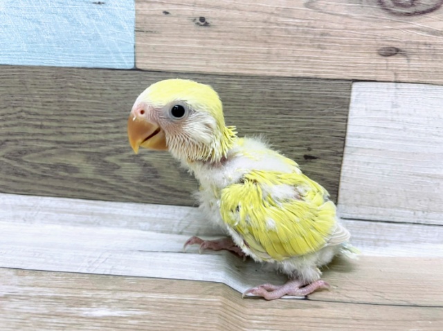 コザクラインコのヒナ(シナモン)入荷しました♪ コザクラインコ(小桜インコ)