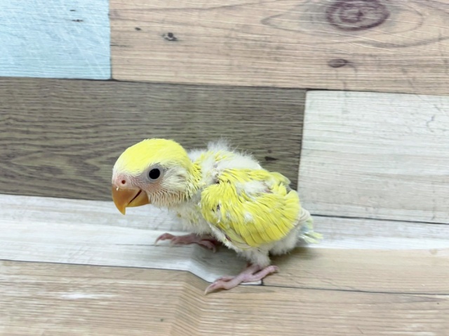 コザクラインコのヒナ(シナモン)入荷しました♪ コザクラインコ(小桜インコ)