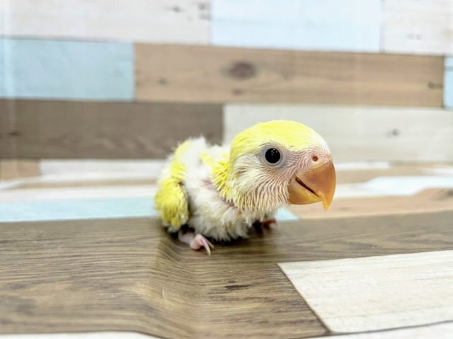 コザクラインコのヒナ(シナモン)入荷しました♪ コザクラインコ(小桜インコ)