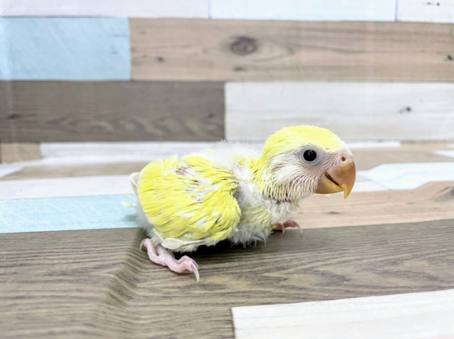 コザクラインコのヒナ(シナモン)入荷しました♪ コザクラインコ(小桜インコ)