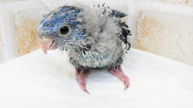 サザナミインコ