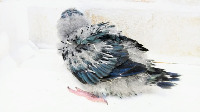 サザナミインコ