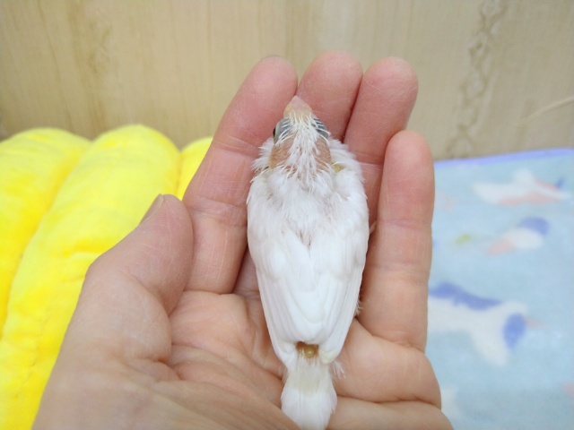 十姉妹（ジュウシマツ）