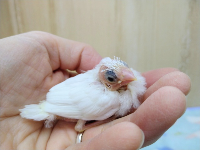 十姉妹（ジュウシマツ）