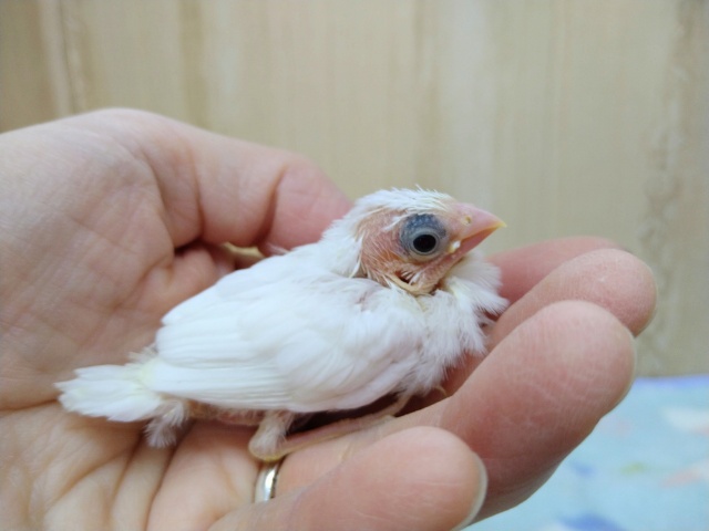 十姉妹（ジュウシマツ）