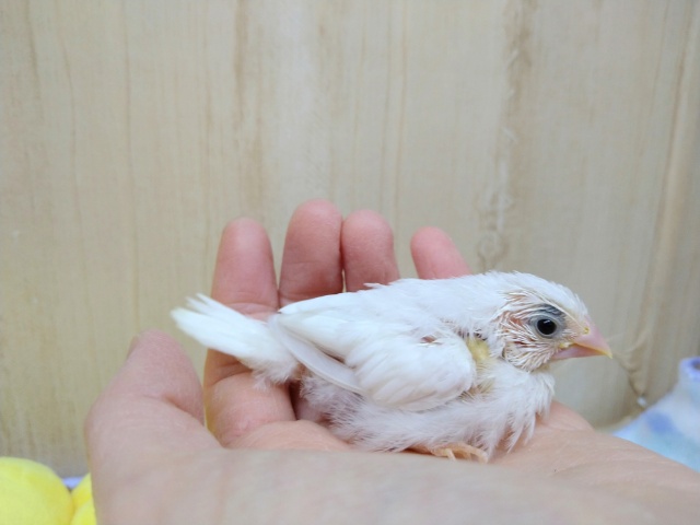 十姉妹（ジュウシマツ）