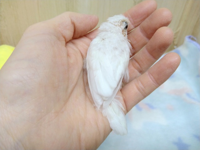 十姉妹（ジュウシマツ）