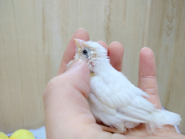 十姉妹（ジュウシマツ）