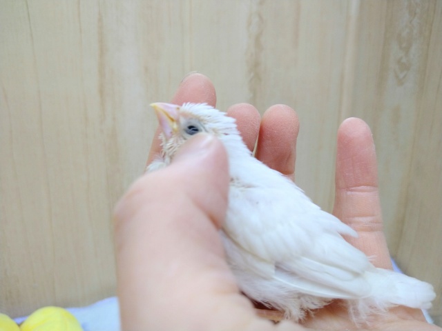 十姉妹（ジュウシマツ）