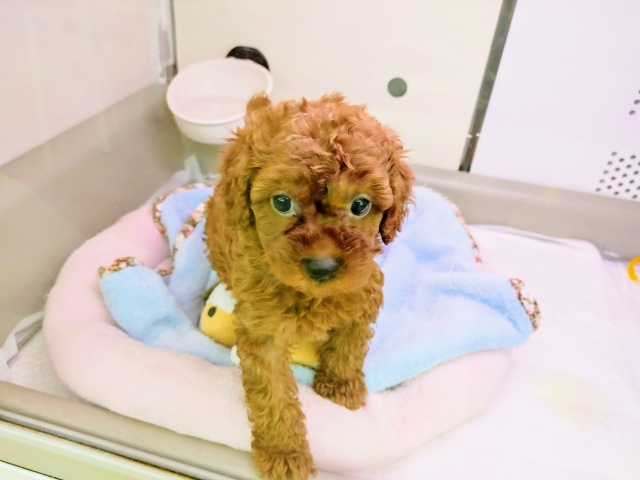 トイプードル