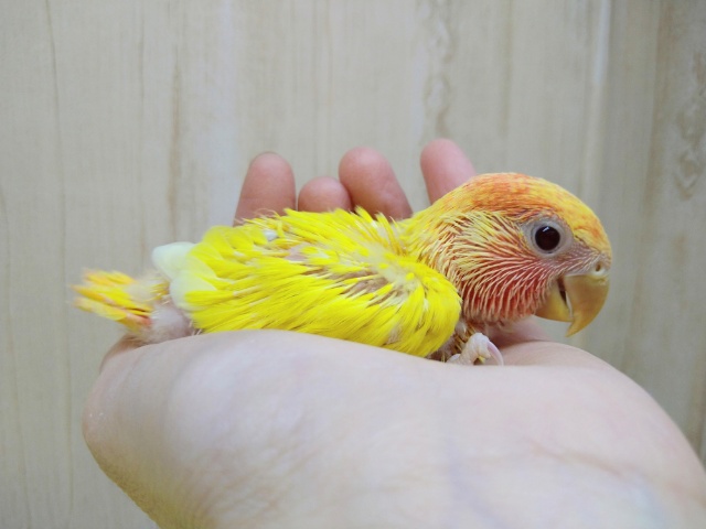 コザクラインコ（小桜インコ）