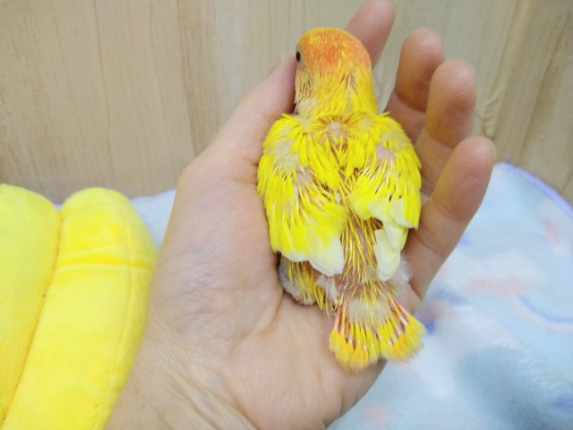 コザクラインコ（小桜インコ）