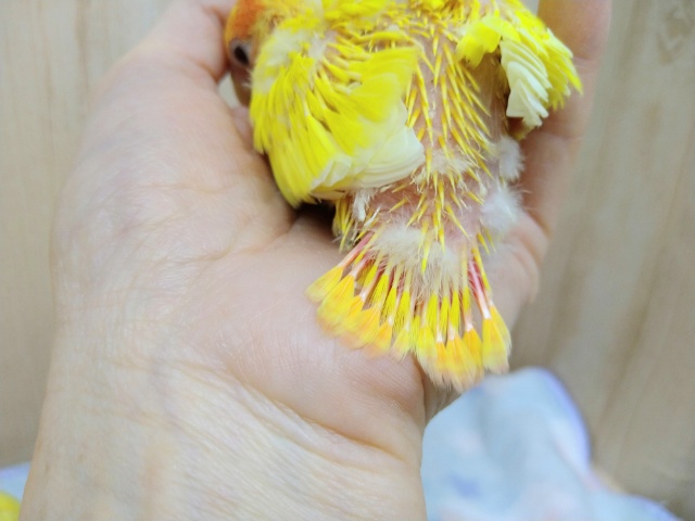 コザクラインコ（小桜インコ）