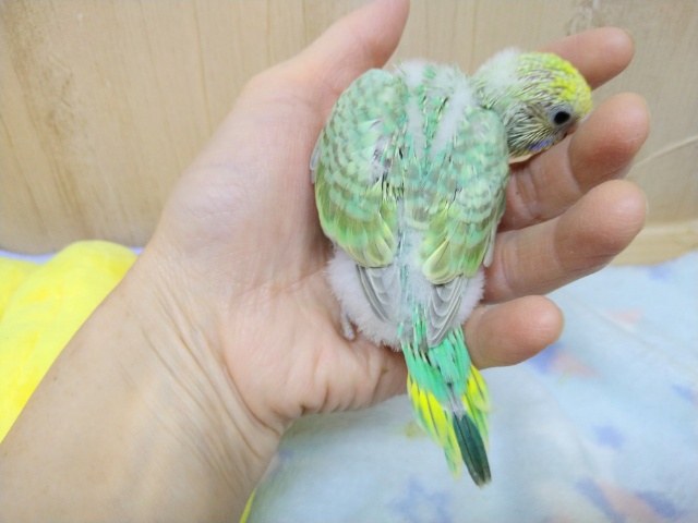 セキセイインコ