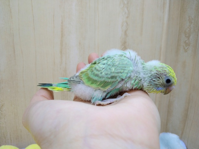 セキセイインコ