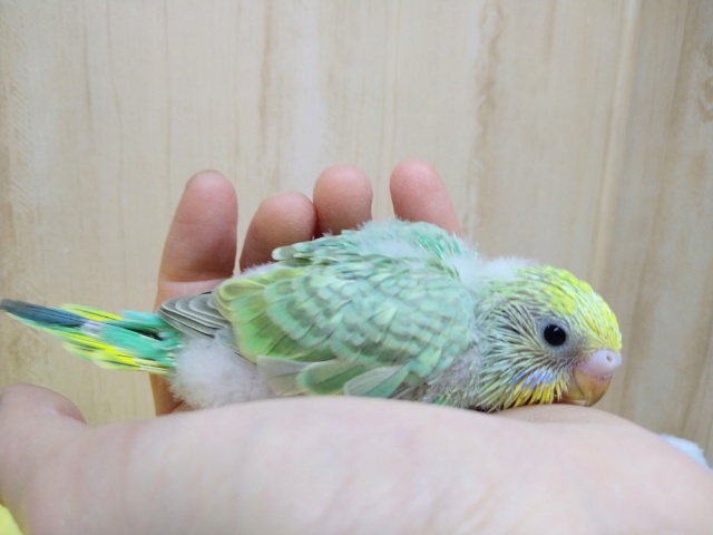 セキセイインコ