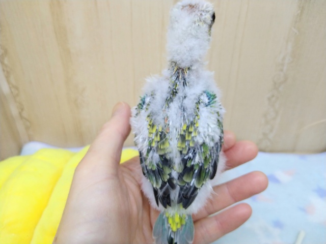 ビセイインコ（美声インコ）