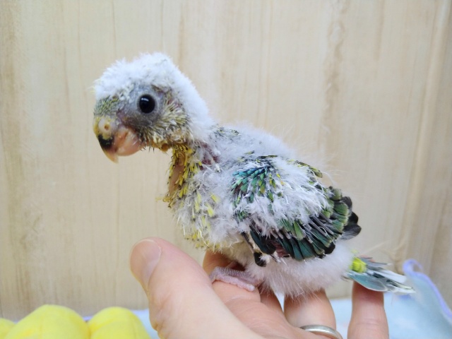 ビセイインコ（美声インコ）