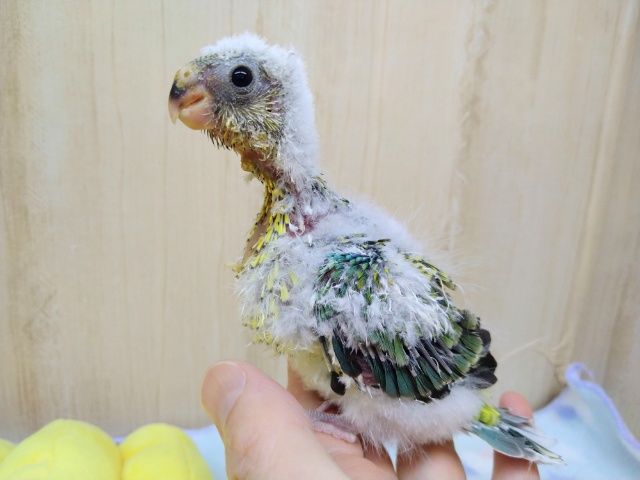 ビセイインコ（美声インコ）