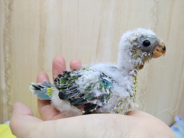 ビセイインコ（美声インコ）