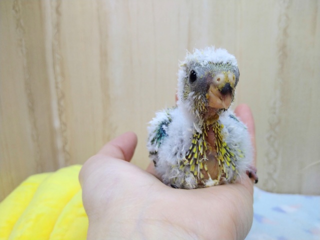 ビセイインコ（美声インコ）