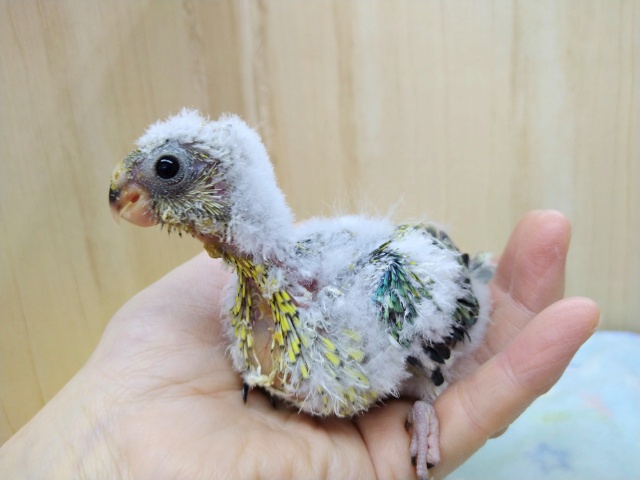 ビセイインコ（美声インコ）