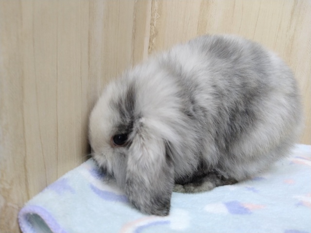 ロップイヤーラビット
