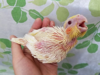 オカメインコ
