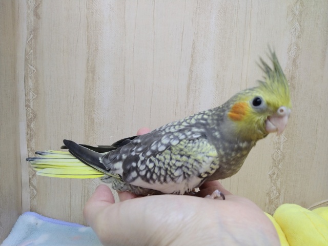 オカメインコ
