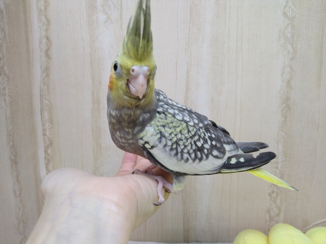 オカメインコ