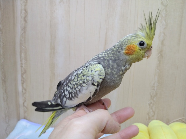 オカメインコ