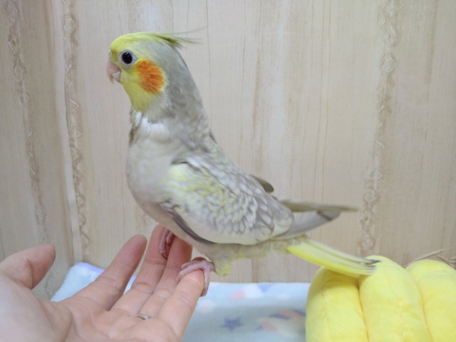 オカメインコ